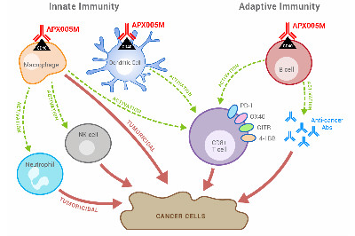 CD40激动性单克隆抗体APX005M联合化疗治疗转移性胰腺癌的安全性可耐受