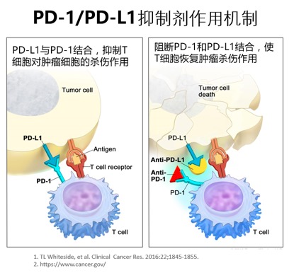 “抗癌神药”PD-1抑制剂您知多少？通通告诉你！