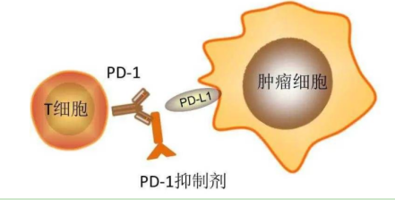 柯希利单抗治疗非小细胞肺癌